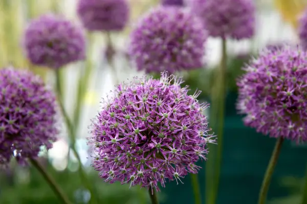 Allium 