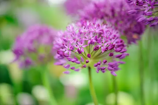 Alliums to try - Allium 