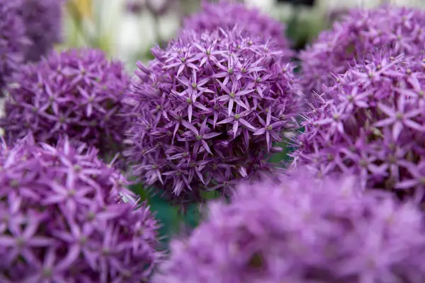 Allium 