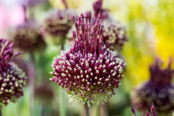 10 unusual bulbs to grow - Allium 