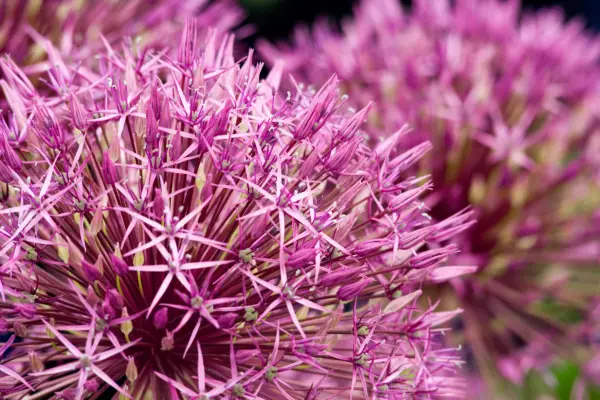 Allium 