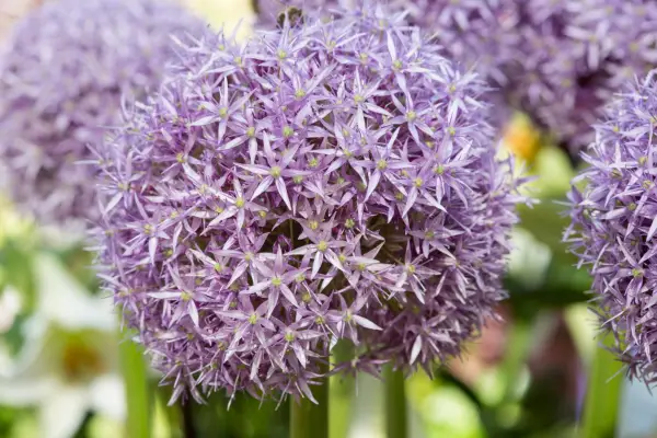 Best alliums to grow - Allium 