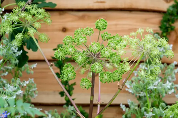 Angelica archangelica