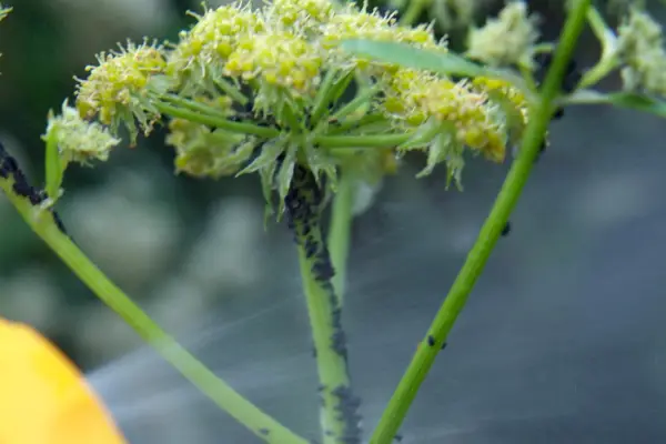 Angelica with aphids on the flowerheadAngelica with aphids on the flowerhead