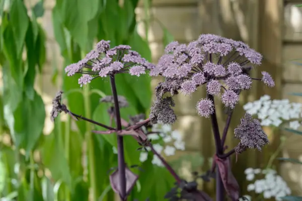 Angelica sylvestris