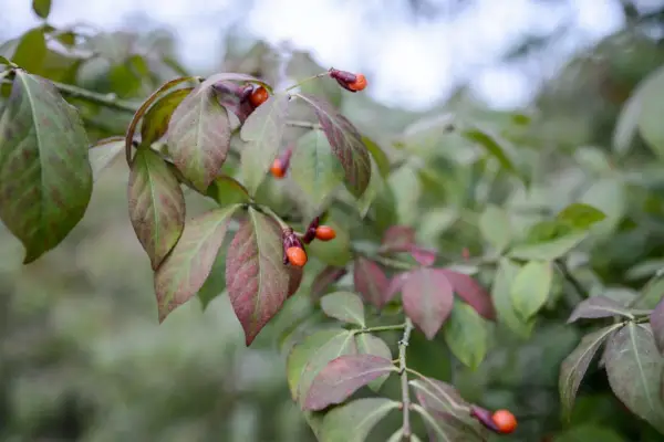 Euonymus alatus 