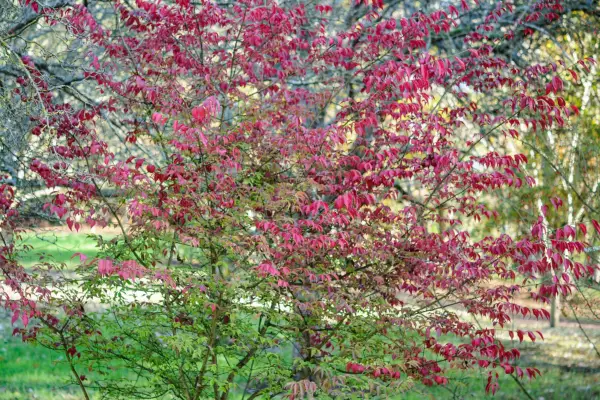 Burning bush (Euonymus alatus) in autumn. Getty Images