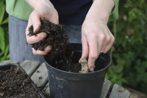 Planting a dahlia tuber in a pot