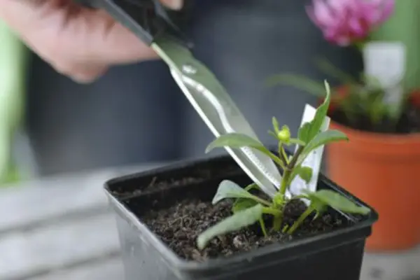 Pinching out the growing tip