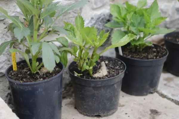 Dahlia plants hardening off