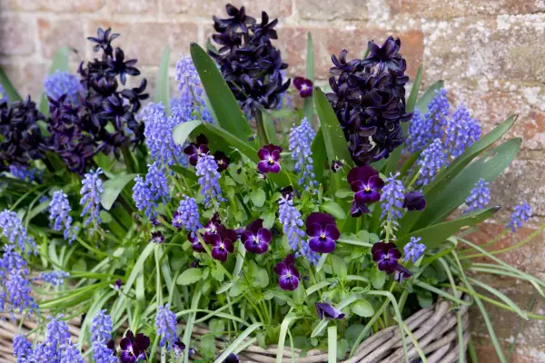 How to grow muscari - muscari growing with hyacinths and violas in a container