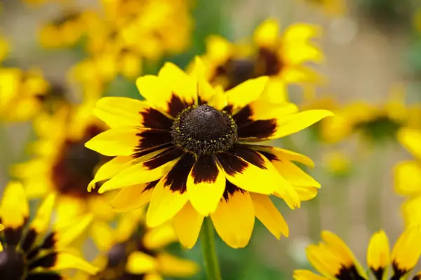 Rudbeckia hirta 