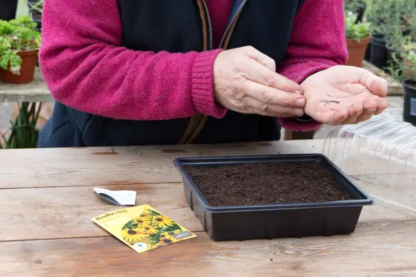 Sowing rudbeckia seeds in a tray
