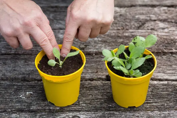 Potting on rudbeckia seedlings