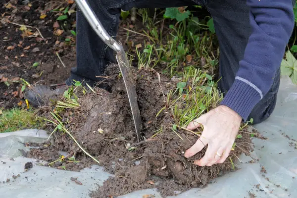 Dividing rudbeckia clump with a spade