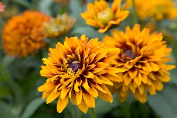 Rudbeckia 