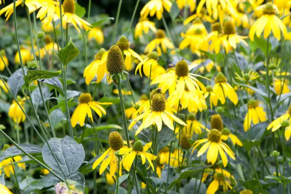 Rudbeckia 