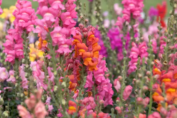 Sådan dyrkes snapdragoner (Antirrhinum)