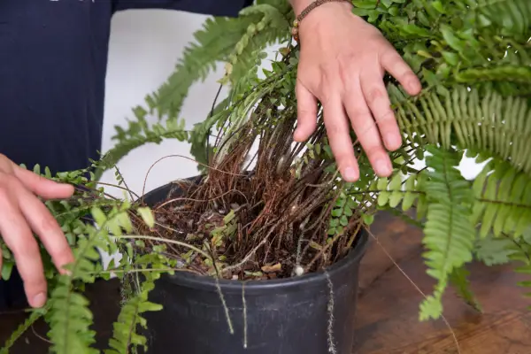 Dividing houseplants - finding the natural gap in the clump