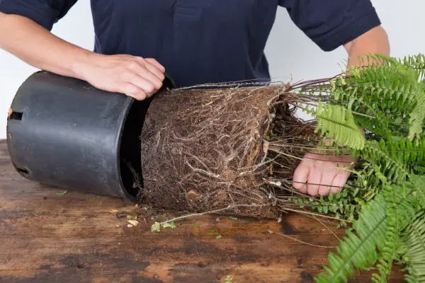 Dividing houseplants - removing the plant from the pot