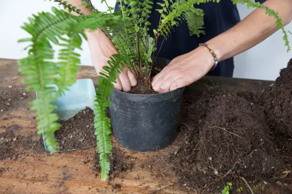 Dividing houseplants - replanting the divisions