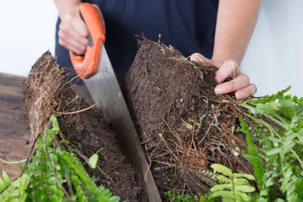 Dividing houseplants - cutting the clump in half with a saw