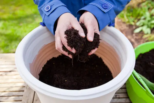 How to sow seeds direct into pots - adding compost to the pot