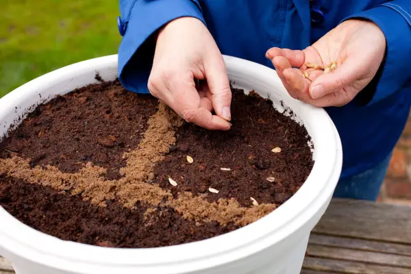 How to sow seeds direct into pots - sowing seed on the surface