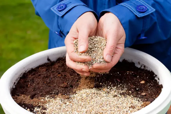 How to sow seeds direct into pots - covering the seed with vermiculite