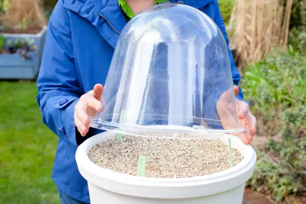 How to sow seeds direct into pots - covering the pot with a bell cloche