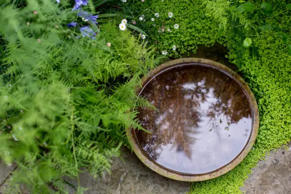Reflective water bowl