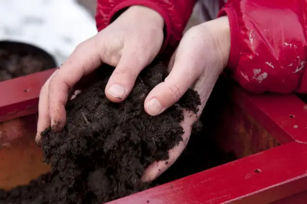 Christmas pot display - adding compost