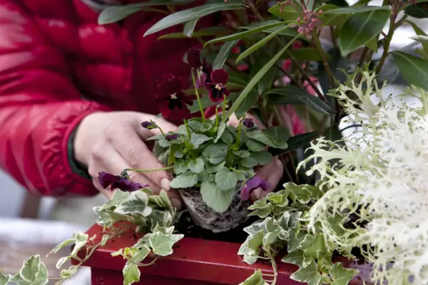 Christmas pot display - adding plants