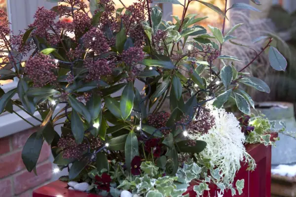 Exibição da caixa de janela de Natal