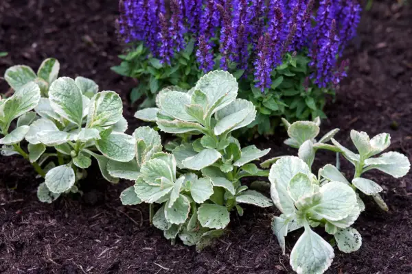 Coleus caninus (scaredy cat plant)