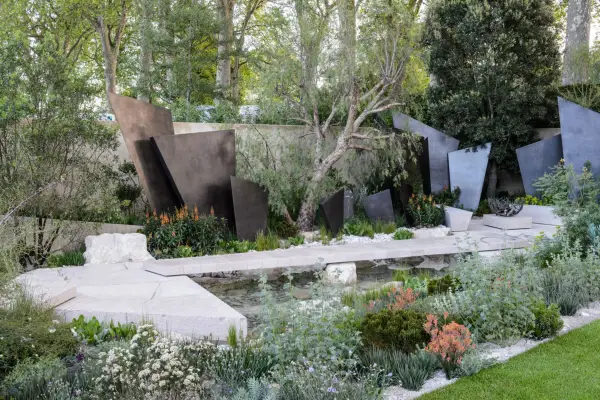 Quercus ilex (holm oak)