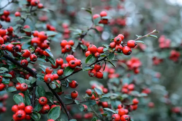 Evergreen trees: Cotoneaster amoenus