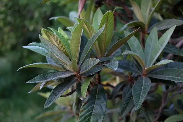 Evergreen trees: loquat, Eriobotrya japonica