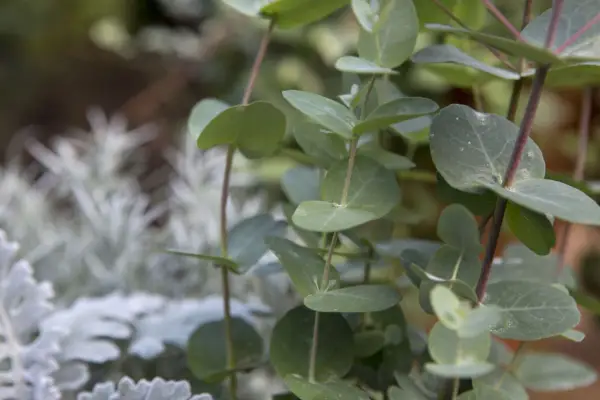 Juvenile leaves of cider gum, Eucalyptus gunnii