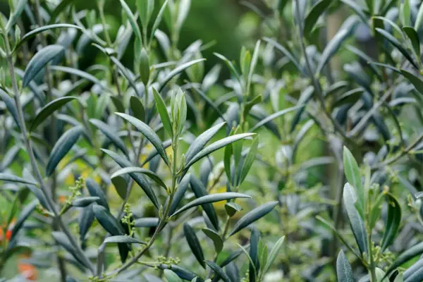 Evergreen trees: olive tree, Olea europaea