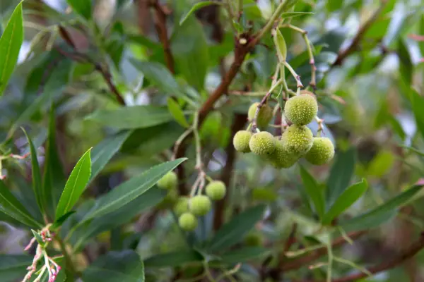 Stedsegrønne træer