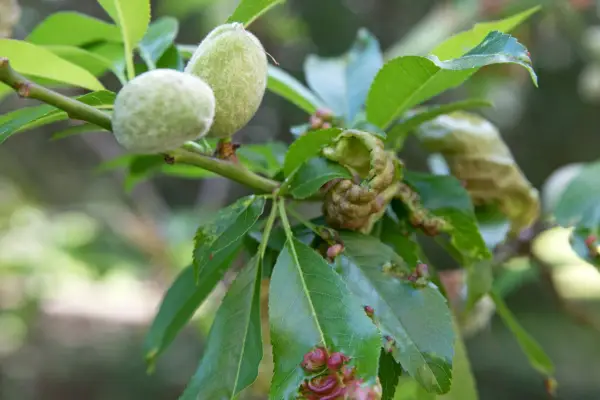 Almonds ripening on the tree. Sarah Cuttle