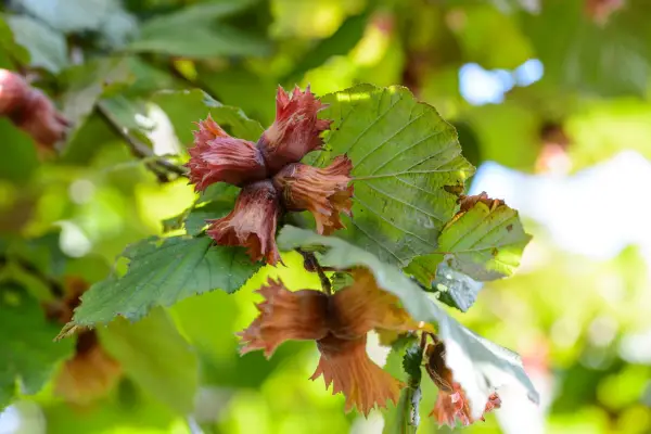 Cobnuts ripening on the tree. Jason Ingram