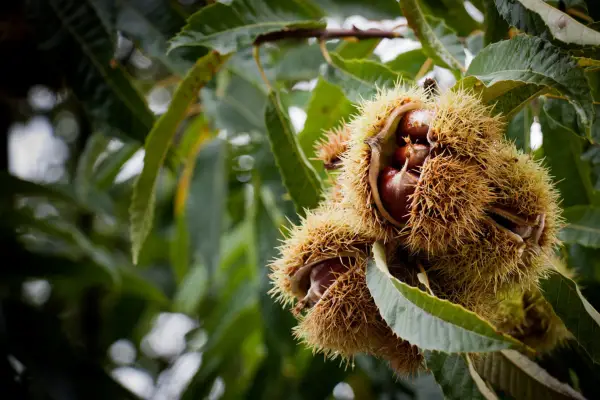 Sweet chestnuts ripening on the tree. Getty Images