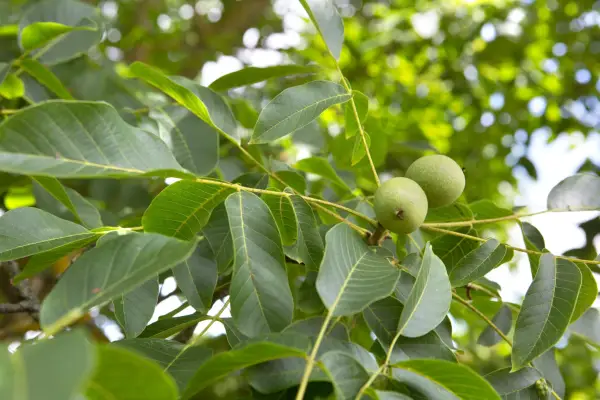 Walnuts ripening on the tree. Sarah Cuttle