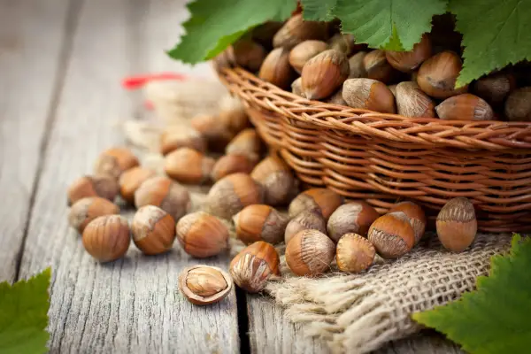 Freshly harvested hazelnuts. Getty Images