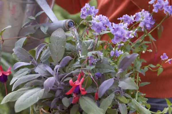 Watering the display