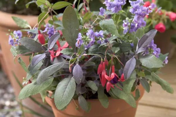 Fuchsia, sage and nemesia pot display