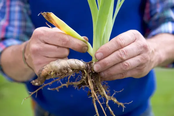 Dividing irises - selecting rhizomes