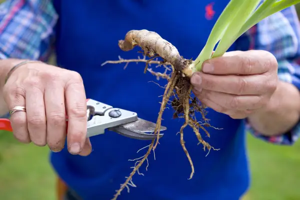 Dividing irises - shortening the roots